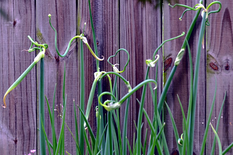 Egyptian Walking Onions (Allium proliferum)