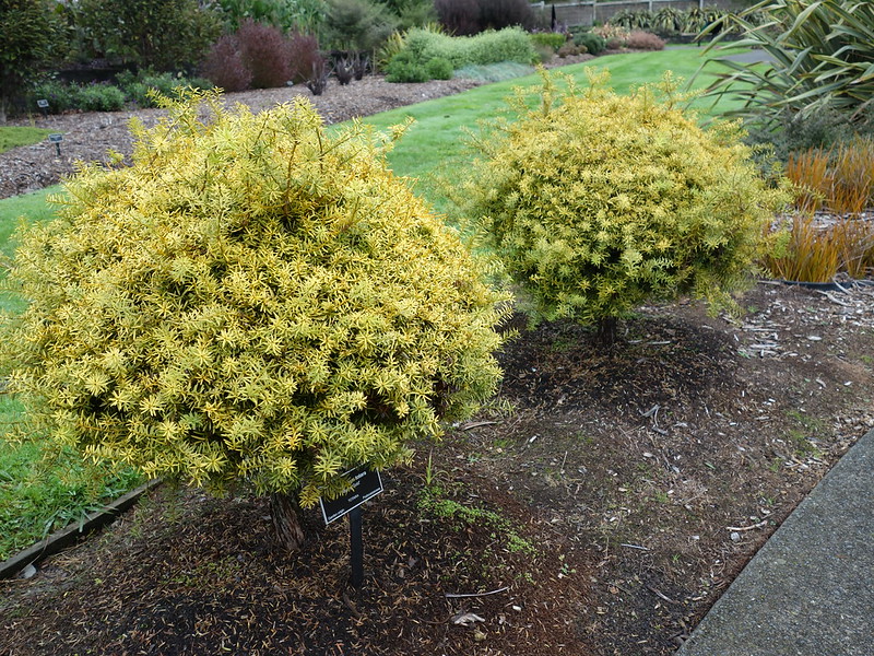 Totara (Podocarpus totara)