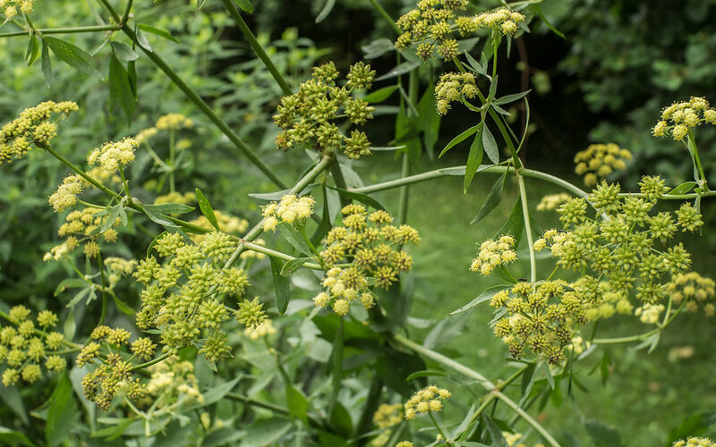 Lovage (Levisticum officinale)