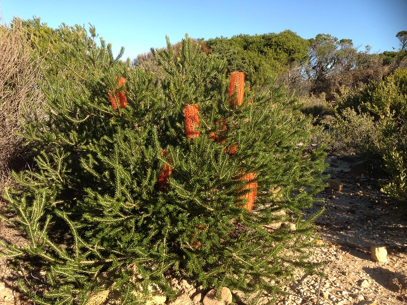 Banksia (Banksia spp.)