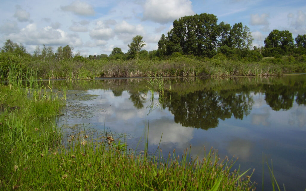 pond with weeds