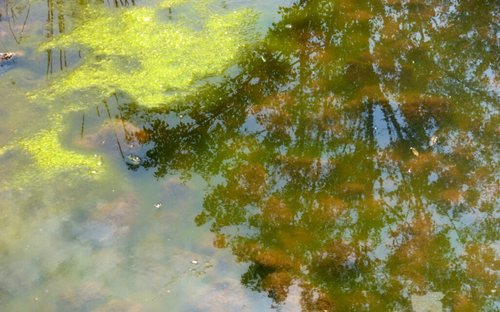 algae in pond water