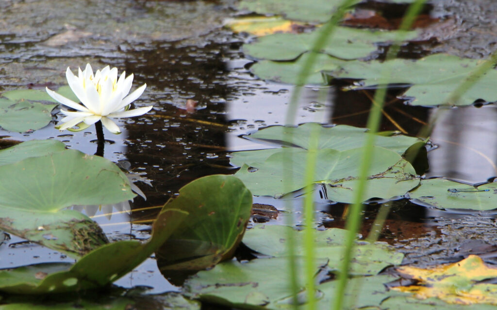 water lilies