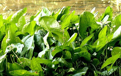 American Arrowhead (Sagitarria latifolia)