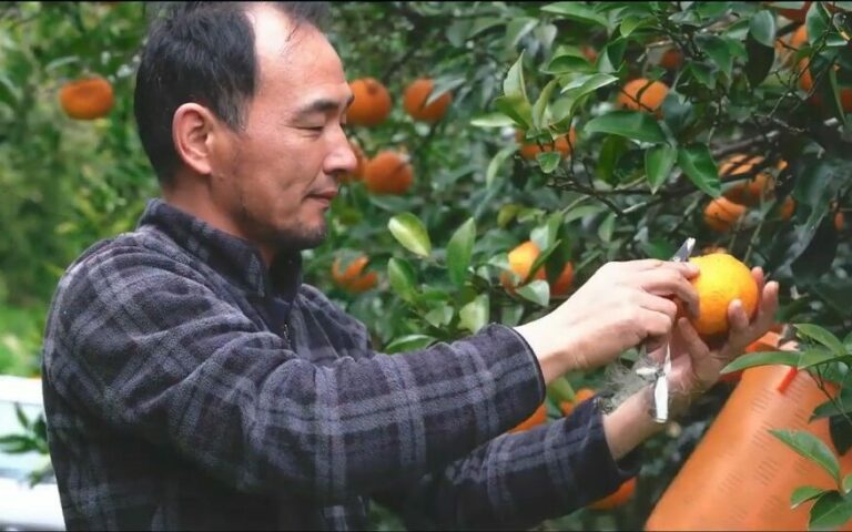 masanobu fukuoka's farm