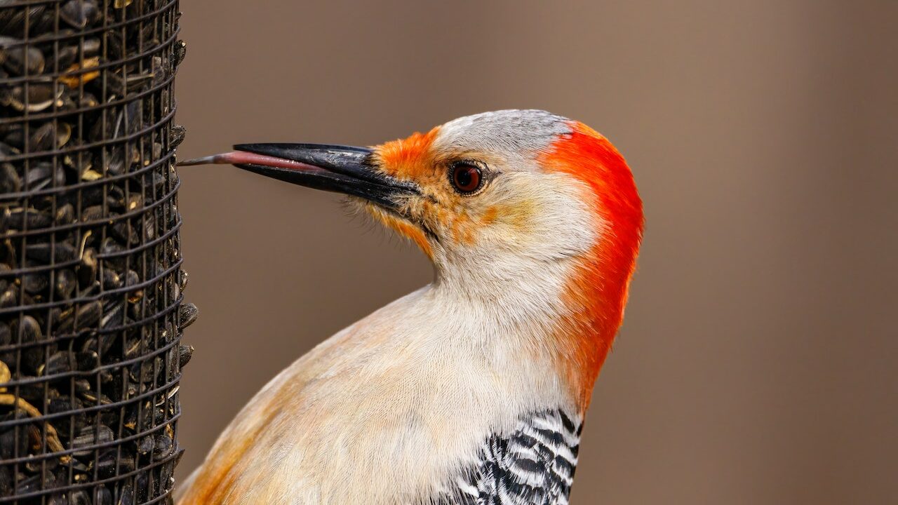 bird using birdfeeder