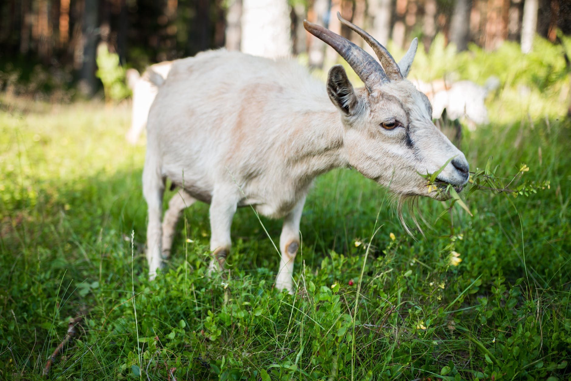 white goat eating grass