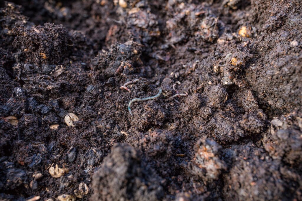 earthworms on moist dirt ground