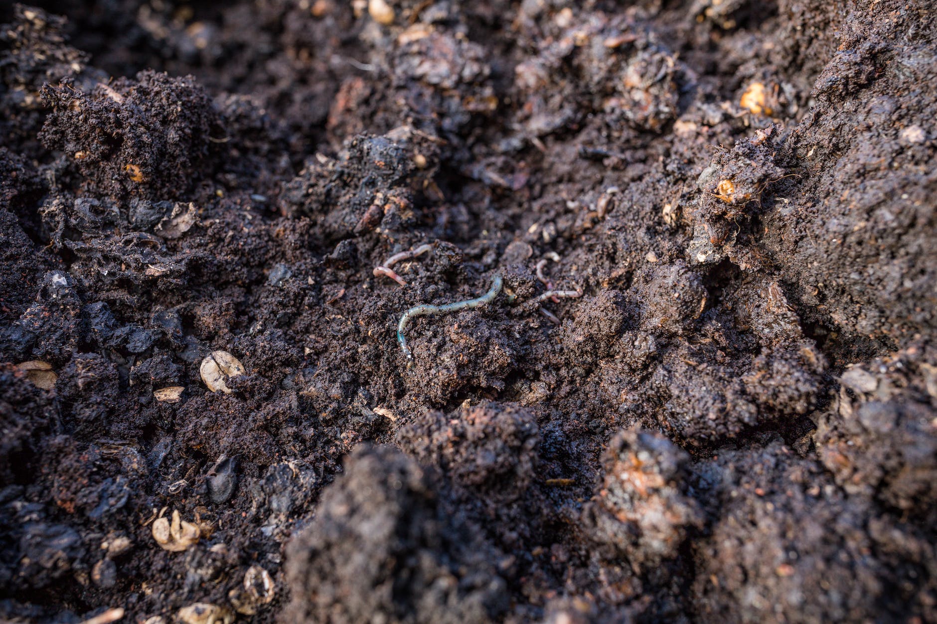 earthworms on moist dirt ground