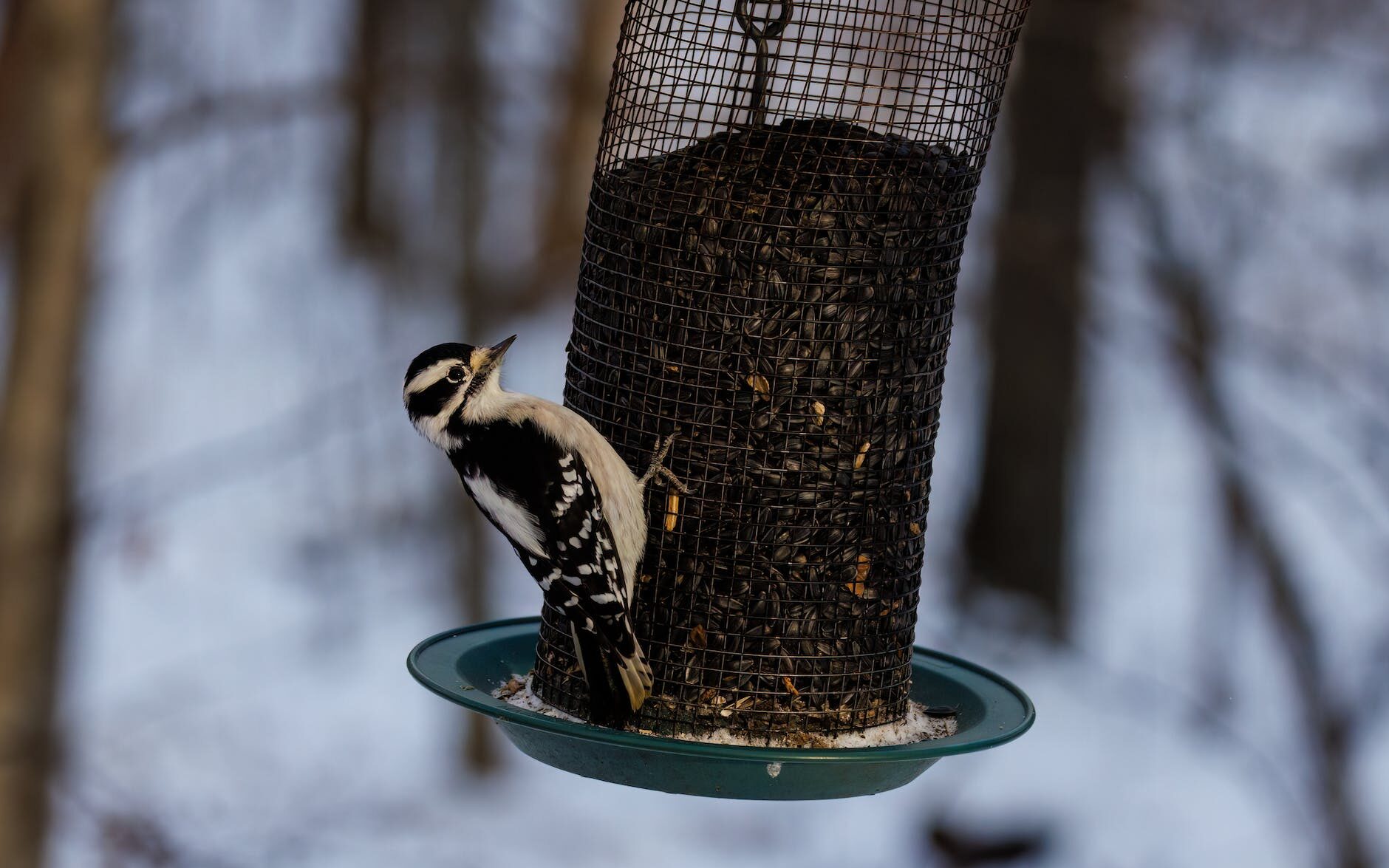 a downy woodpecker on a bird feeder