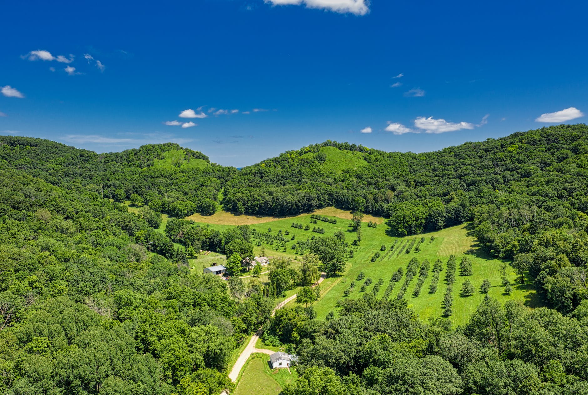 aerial view of forest