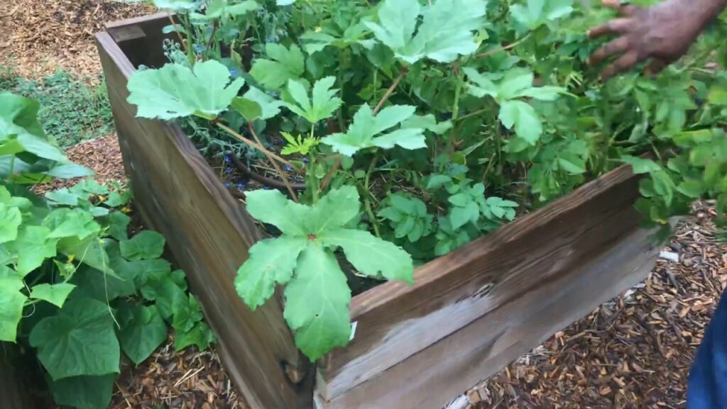 raised beds at brown mill urban food forest
