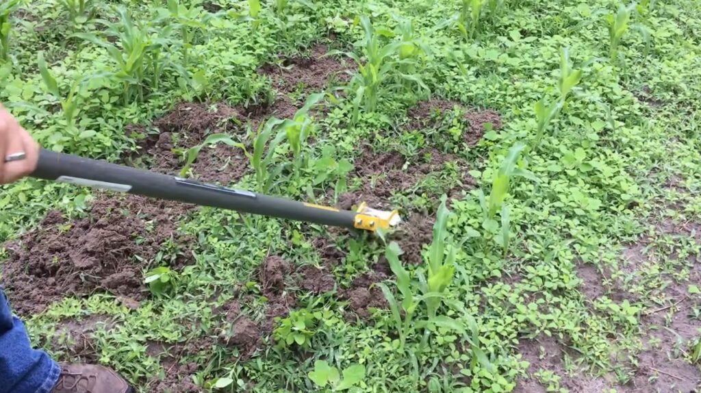 using scuffle hoe to weed