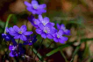 Common Flower Growing Mistakes and How to Avoid Them