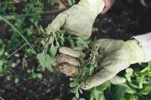 How to Prepare Your Garden for Fall