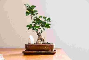 How to Choose the Perfect Houseplant for Every Room