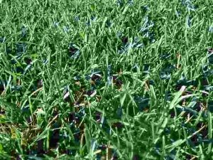 How Often Should You Water Your Lawn