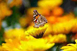 How to Keep Flowers Blooming All Season Long