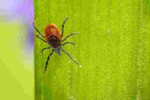 How to Control Spider Mites Without Harming Your Plants