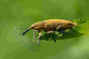 How to Prevent Pests from Damaging Your Garden