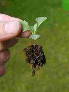 How to Help Plants Recover After Transplanting