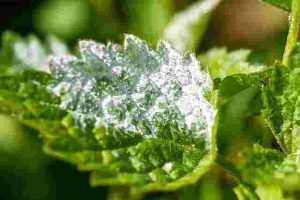 How to Prevent Powdery Mildew on Garden Plants