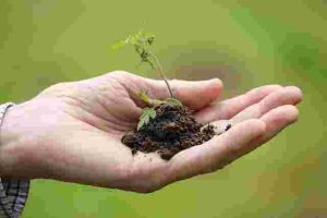 How to Water Your Vegetable Garden for Maximum Harvests
