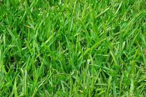 How to Choose the Best Grass Type for Your Climate