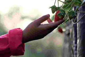Biggest Gardening Mistakes and How to Avoid Them