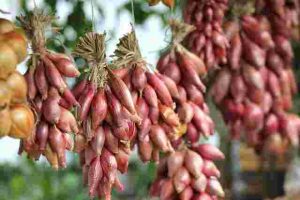How to Extend Your Growing Season with Simple Techniques