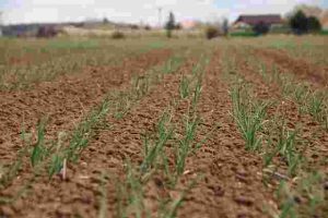 How to Choose the Right Fertilizer for Any Plant
