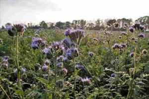 How to Fertilize Plants Without Overfeeding Them