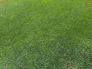 How to Grow a Thick Lawn Naturally