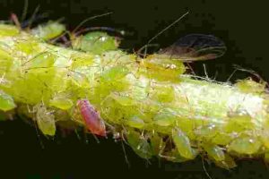 Natural Ways to Get Rid of Aphids on Garden Plants