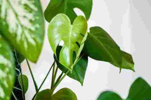 How to Repot Houseplants Without Damaging Their Roots
