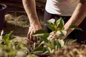 Essential Summer Gardening Tips to Keep Plants Thriving