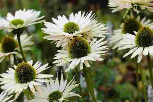 How to Start Composting at Home for a Healthier Garden