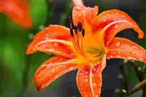 How to Deadhead Flowers for More Continuous Blooms