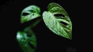 Common Houseplant Problems and How to Fix Them