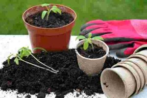 How to Repot a Plant Without Damaging the Roots