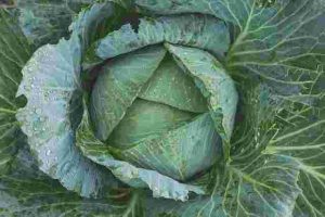 How to Start Vegetables from Seeds Successfully
