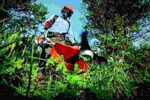 How to Protect Plants During Heat Waves
