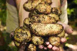 Essential Gardening Tips Every Beginner Should Know