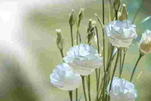 How to Get Rid of Whiteflies on Indoor and Outdoor Plants