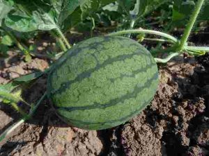 How to Improve Garden Soil Naturally
