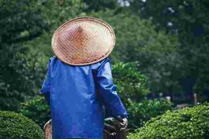 How to Prepare Your Garden for the First Frost
