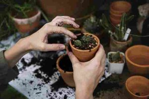 How to Tell if Your Plant Needs More or Less Water
