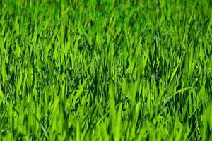 How to Repair Bare Spots in Your Lawn