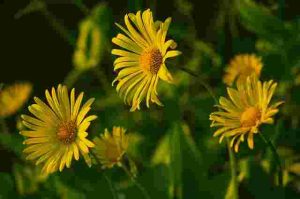 How to Choose the Right Flowers for Your Climate